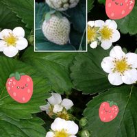 イチゴ,イチゴの花,イチゴの栽培,プラ鉢で栽培,小さな庭の画像