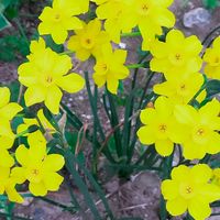 スイセン,水仙,イトズイセン,黄色い花,今日の花の画像