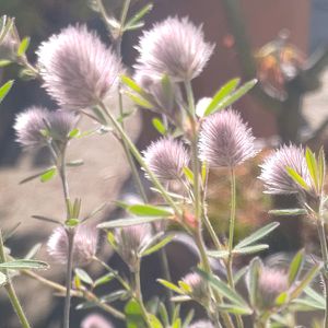 トリフォリウム バニーズ,ラビットフットクローバー,種まき,花のある暮らし,癒しの植物の画像