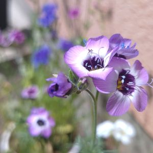 ギリア・トリコロール,種まき,マクロ撮影,花のある暮らし,可愛い花の画像