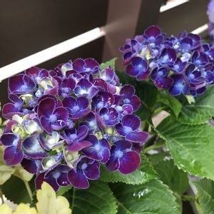アジサイ,コンテナガーデン,紫の花,青い花,季節の花の画像