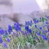 ムスカリ,花のある暮らし,laurel gardenの画像