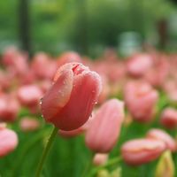 チューリップ,お花,雨の日,写真撮影,季節の定番の画像