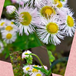 アネモネ ポルト,鉢植え,癒し…♡,紫色の花,今日のお花の画像
