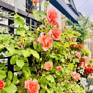 バラ サンセットグロウ,鉢植え,つるバラ,豊田市,ばら バラ 薔薇の画像