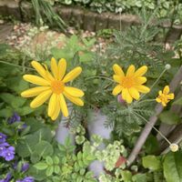 リメイク鉢,黄色の花の画像