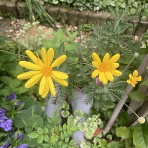 リメイク鉢,黄色の花の画像
