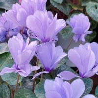 シクラメン,紫の花の画像