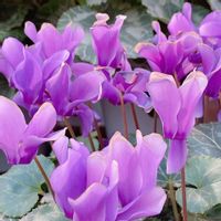 シクラメン,紫の花の画像