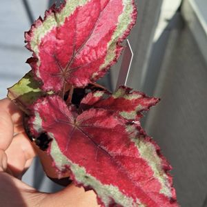 ベゴニア,レックスベゴニア ベネチアンレッド,レックス　ベゴニア,植中毒,光沢のある葉の画像