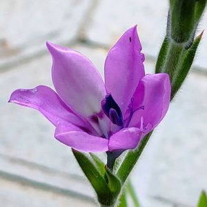 放置栽培,球根から,自宅,紫の花が好き,２年目お花咲いたよの画像
