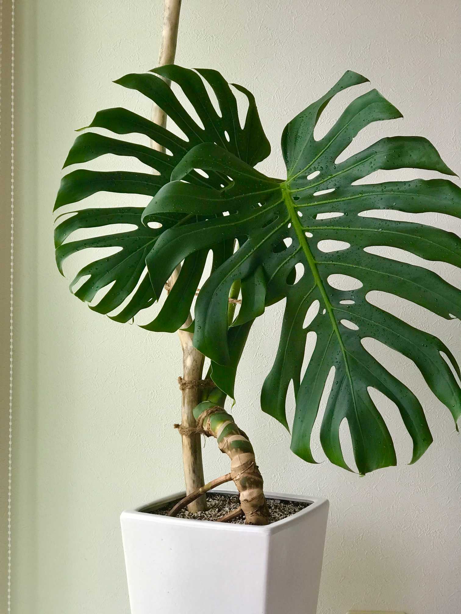 迫力満点 巨大モンステラ・デリシオーサ 観葉植物 根上がり状態