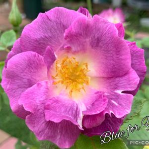 バラ,鉢植え,ガーデニング,癒しの時間,埼玉県の画像