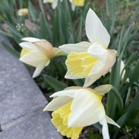 スイセン,水仙,北海道,春の訪れ,春のお花の画像