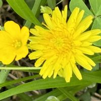 タンポポ,カタバミ,黄色い花の画像