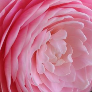 オトメツバキ,ピンク,大好きな花,シルエット❤︎,風の中の画像