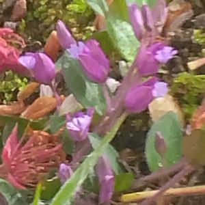 ヒメハギ,ヒメハギ,山野草,癒し,花のある暮らしの画像