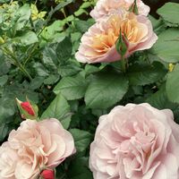 バラ ディスタントドラムス,バラ・カクテル,バラ 鉢植え,つるバラ,ばら バラ 薔薇の画像