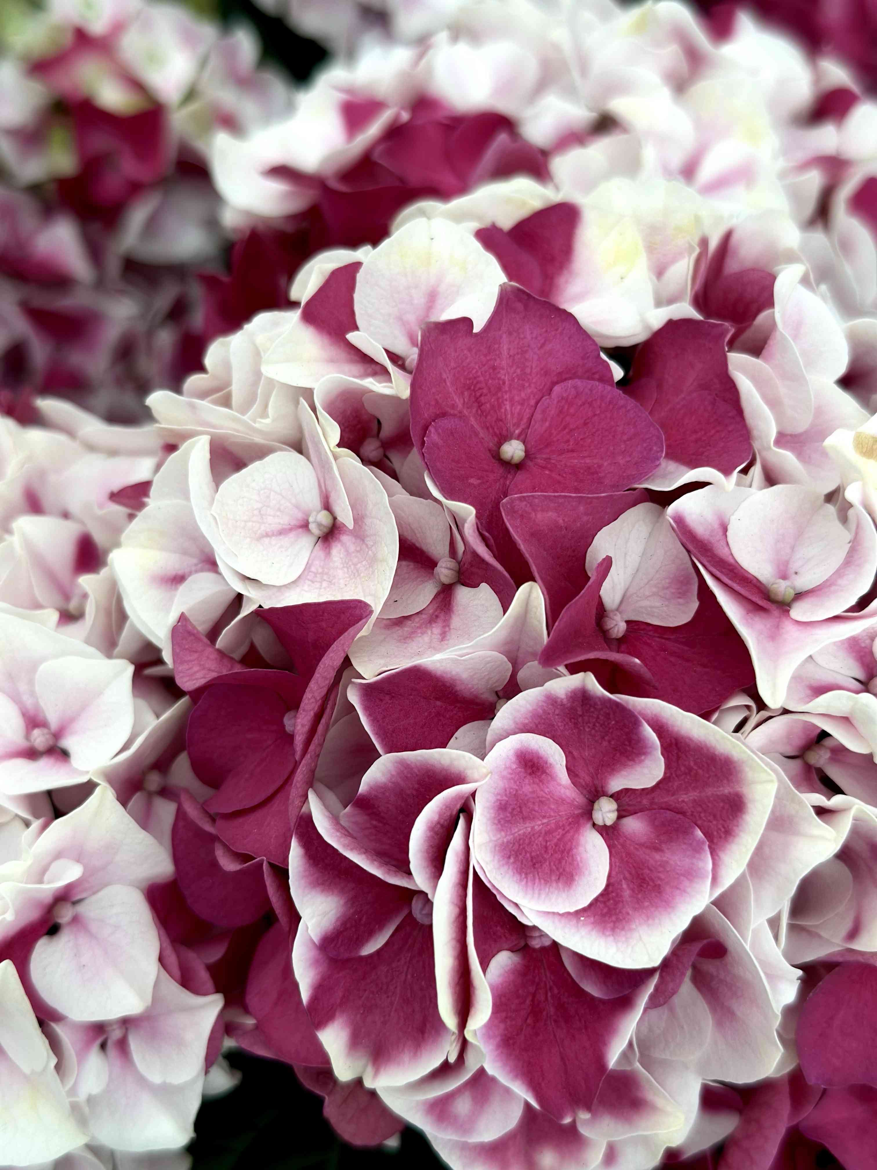 紫陽花 アジサイ ホットチボリマーブル はピンク 5号 少し白の出