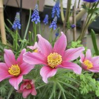 オキナグサ,癒し,ピンクの花,ナチュラル,風景の画像