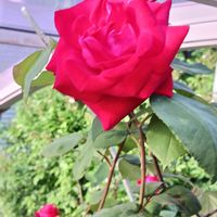 花のある暮らし,赤い薔薇♡,広い庭の画像