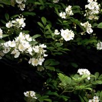 ノイバラ,散歩,白い花,꒰ღ˘◡˘ற꒱かわゅ~,白いお花の画像