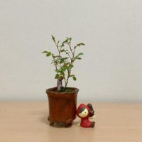 ミニバラ・赤ずきん,小品盆栽,ミニ盆栽,コンコンブル ,ベランダの画像