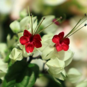 ゲンペイカズラ,赤い花,温室,つる性植物,熱帯植物の画像