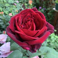 パパメイアン,バラ 鉢植え,黒バラ,赤いバラ,ばら バラ 薔薇の画像