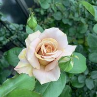 テディベア,ニューイマジン,バラ ハニーディジョン,バラ クローネンブルグ,バラ 鉢植えの画像