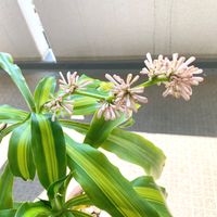 ドラセナ,ドラセナの花,観葉植物の画像