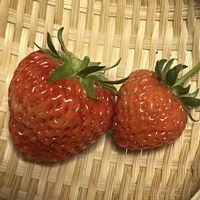 イチゴ,いちご (よつぼし),いちご(恋みのり),家庭菜園,ベランダの画像