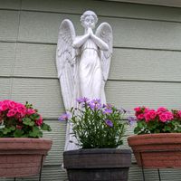 サボテン,多肉植物,植物棚,天使のオブジェの画像
