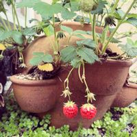 イチゴ,果物,ストロベリーポット,やさい,家庭菜園の画像