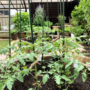 トマト,ミニトマト,季節感,家庭菜園,庭の画像