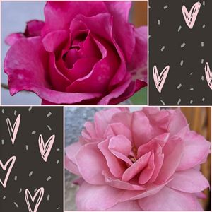バラを楽しむ,咲いてくれてありがとう❤,おうち園芸,薔薇プラムグレイ,小さな庭の画像
