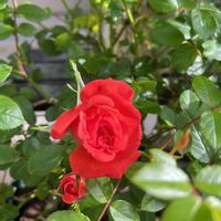 薔薇　スタリナ,木立バラ,バラ・ミニバラの画像
