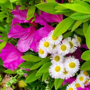 ハルジオン,ハルジオン(春紫菀),かわいい雑草,キク科,今日のお花の画像