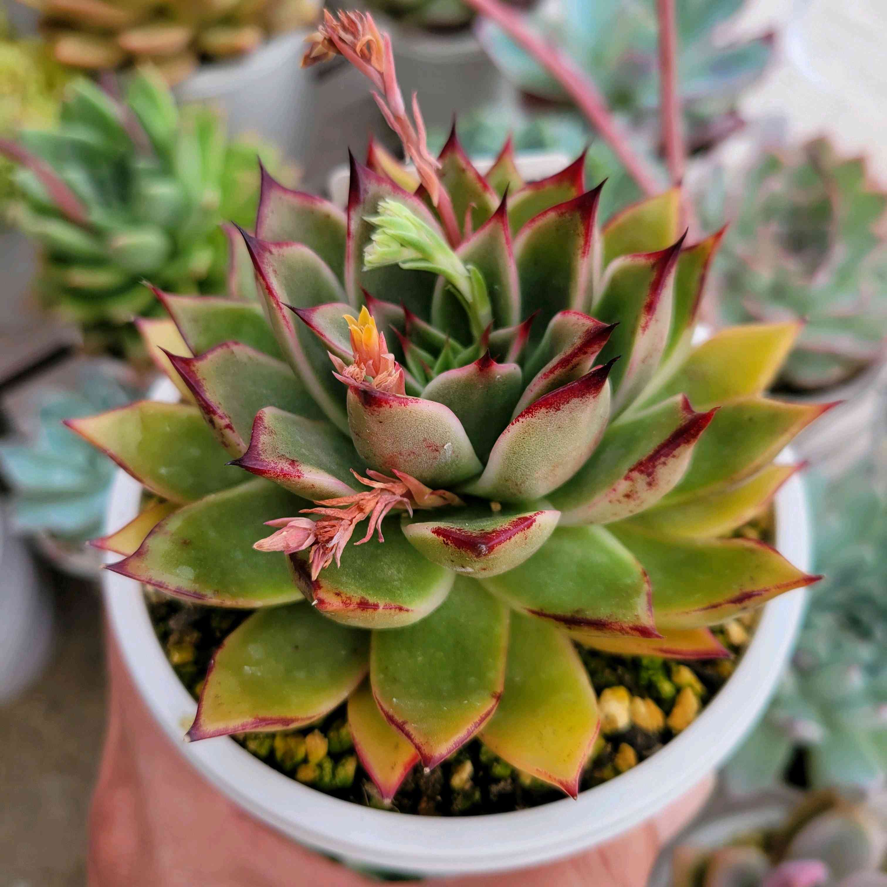 1714228138545_800378_p_2024042