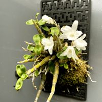 セッコク,Dendrobium moniliforme,長生蘭 金石,白花,長生蘭の画像