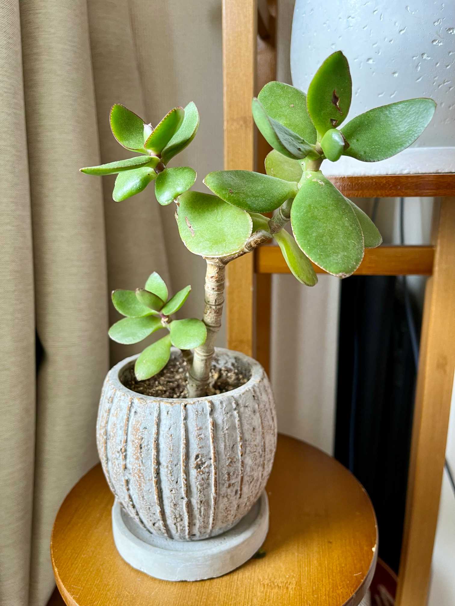 しぶとい金のなる木｜🍀GreenSnap（グリーンスナップ）