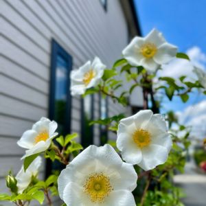 ナニワイバラ,ナニワイバラ,マイガーデン,白い花,フェンスのバラの画像