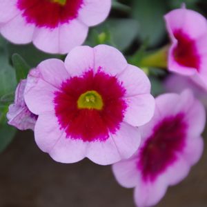 カリブラコア,ツクバネアサガオ,カリブラコア　ティキピンク,ピンク,花のある暮らしの画像