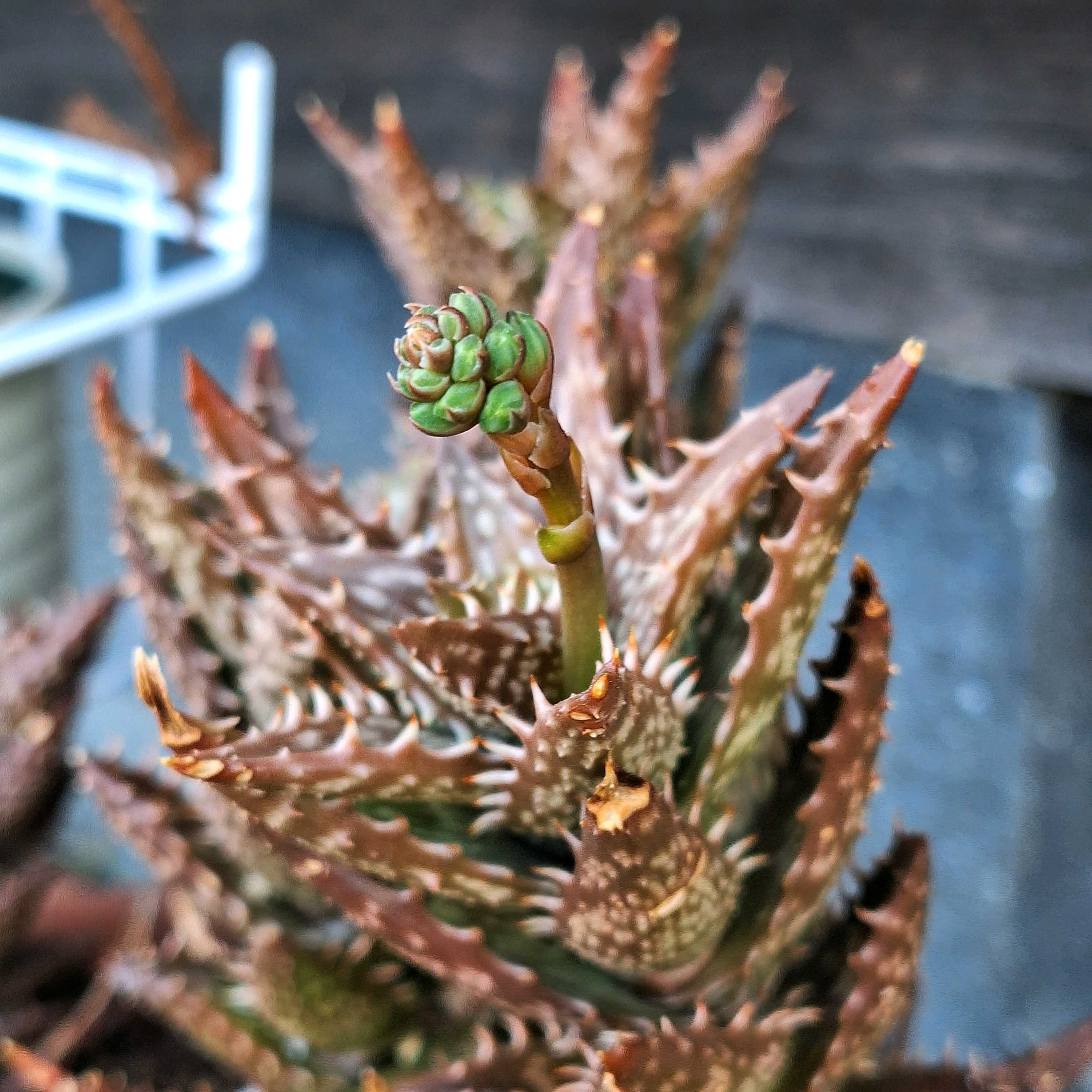 翡翠殿の花が咲くまで｜🍀GreenSnap（グリーンスナップ）
