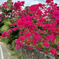 ブーゲンビリア,石垣島,沖縄,グリーンを楽しむ,おでかけ先の画像