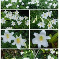 テッポウユリ,白い花,花のある暮らし,沖縄,白い花マニアの画像
