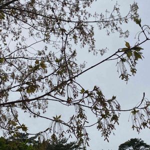 ハナノキ,神戸市立森林植物園,お出かけ先の画像