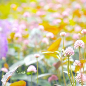 ポリゴナム（ヒメツルソバ）,グランドカバー,ピンクの花,かわいいな♡,植物のある暮らしの画像