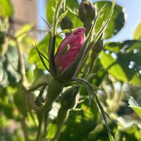 バラ カザンリク,ロサ・ダマスケナ,バラ 鉢植え,ばら バラ 薔薇の画像