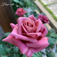 薔薇♪,バラ鉢植え,スモーキー,ばら バラ 薔薇,禅ローズ禅の画像